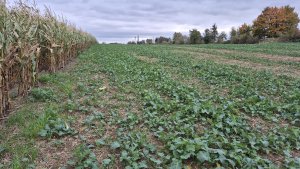 Rzepak ozimy - 12.10.2025