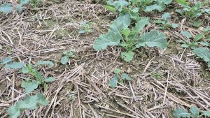 Rzepak ozimy - 12.10.2025