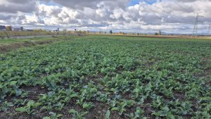 Rzepak ozimy - 18 października 2025