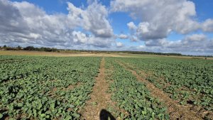 Rzepak ozimy - 18 października 2025