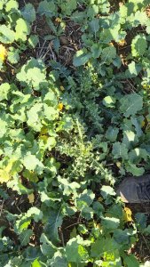 Rzepak ozimy - 18 października 2025