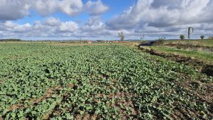 Rzepak ozimy - 18 października 2025