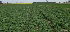 Rzepak ozimy Antigua  04.10.2025