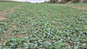 Rzepak ozimy Armada - 12.10.2025