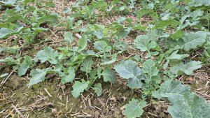 Rzepak ozimy LG ambassador - 12.10.2025