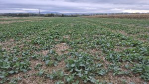 Rzepak ozimy LG Ambassador - 12.10.2025