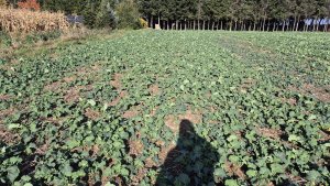 Rzepak ozimy LG Ambassador - 25 października 2025