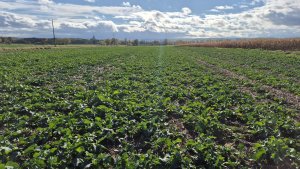 Rzepak ozimy LG Ambassador - 25 października 2025