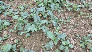 Rzepak ozimy LG Armada - 12.10.2025