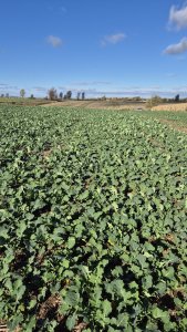 Rzepak ozimy LG Armada - 25 października 2025