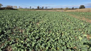 Rzepak ozimy LG Armada - 25 października 2025