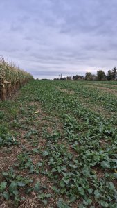 Rzepak ozimy LG avenger - 12.10.2025