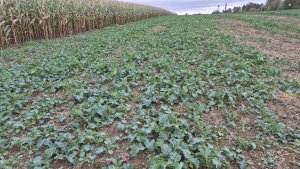 Rzepak ozimy LG Avenger - 12.10.2025