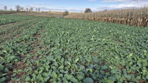 Rzepak ozimy LG Avenger - 25 października 2025