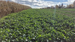 Rzepak ozimy LG Avenger - 25 października 2025