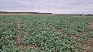 Rzepak ozimy odmiana PT 312 - 12 październik 2025