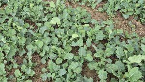 Rzepak ozimy Pioneer PT312 - 25 października 2025