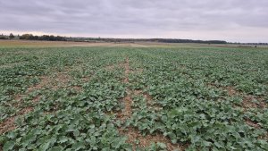 Rzepak ozimy PT 312 - 12.10.2025