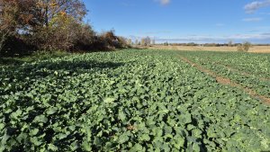 Rzepak ozimy PT 312 - 25 października 2025