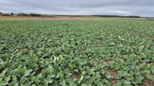 Rzepak ozimy PT 312- 25 października 2025