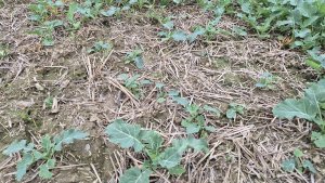 Rzepak ozimy PT312 - 12.10.2025