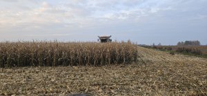 Żniwa kukurydziane 2025 