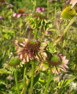 Galeria chwastów, insektów i grzybów