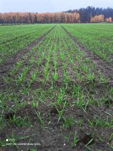 jęczmień ozimy Sandra 