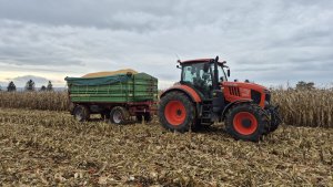 Kubota M7152 + Pronar PT610 - żniwa kukurydzanie 11 listopada 2025