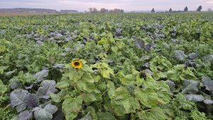 Mieszanka poplonowa 2 listopada 2025