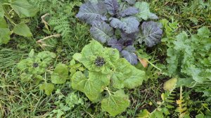 Mieszanka poplonowa 2 listopada 2025