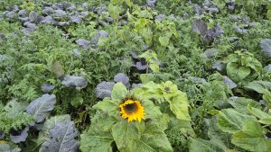 Mieszanka poplonowa 2 listopada 2025