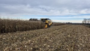 New Holland CSX 7040 - żniwa kukurydziane 11 listopada 2025