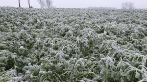 Poplon pod kukurydzę przy -8