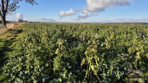 Poplony pod kukurydzę po pierwszym minusie