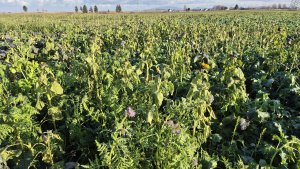 Poplony pod kukurydzę po pierwszym minusie