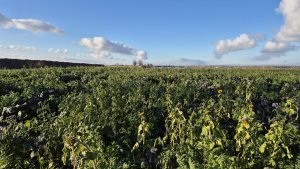 Poplony pod kukurydzę po pierwszym minusie