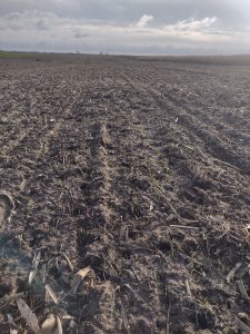 Pszenica Kask bezorkowo po kukurydzy