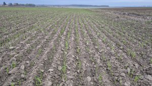 Pszenica ozima Andorre - 2 listopada 2025