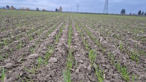 Pszenica ozima Andorre - 2 listopada 2025