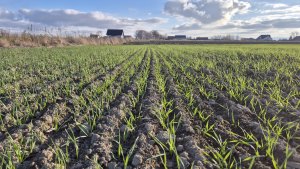 Pszenica ozima Andorre - 22 listopada 2025