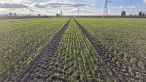 Pszenica ozima Andorre - 22 listopada 2025