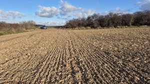 Pszenica ozima Andorre - 22 listopada 2025