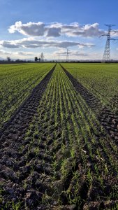 Pszenica ozima Andorre - 22 listopada 2025