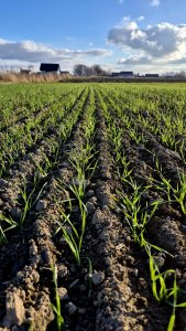 Pszenica ozima Andorre - 22 listopada 2025