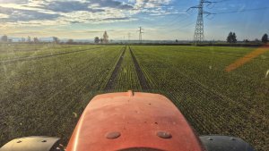 Pszenica ozima Andorre 8 listopada 2025 - zwalczanie chwastów