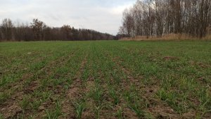 Pszenica ozima Arkadia