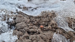 Pszenica Ozima Fenomen 