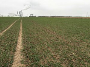 Pszenica ozima Opoka