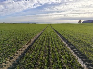 Pszenica po pszenicy